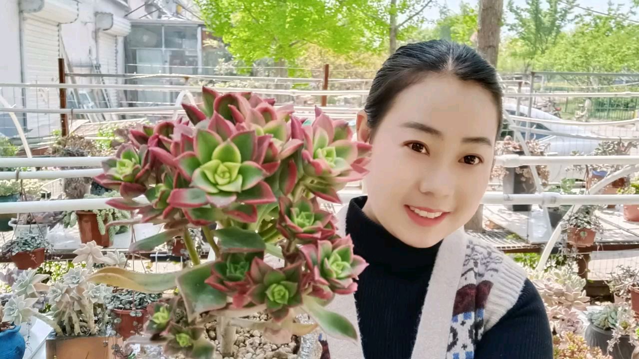 多肉植物的日常养护,如何让艳日辉颜色鲜艳夺目,小敏教大家一招