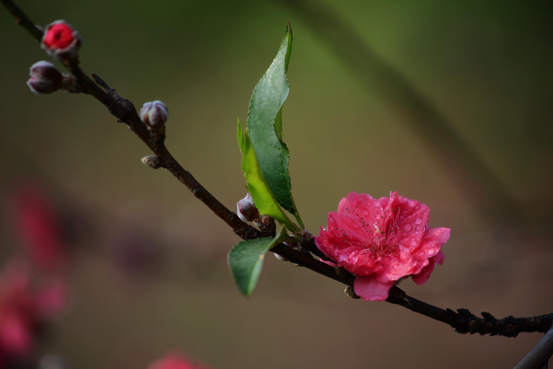 一朵盛开的鲜红桃花 转载自百家号作者:小佳摄影