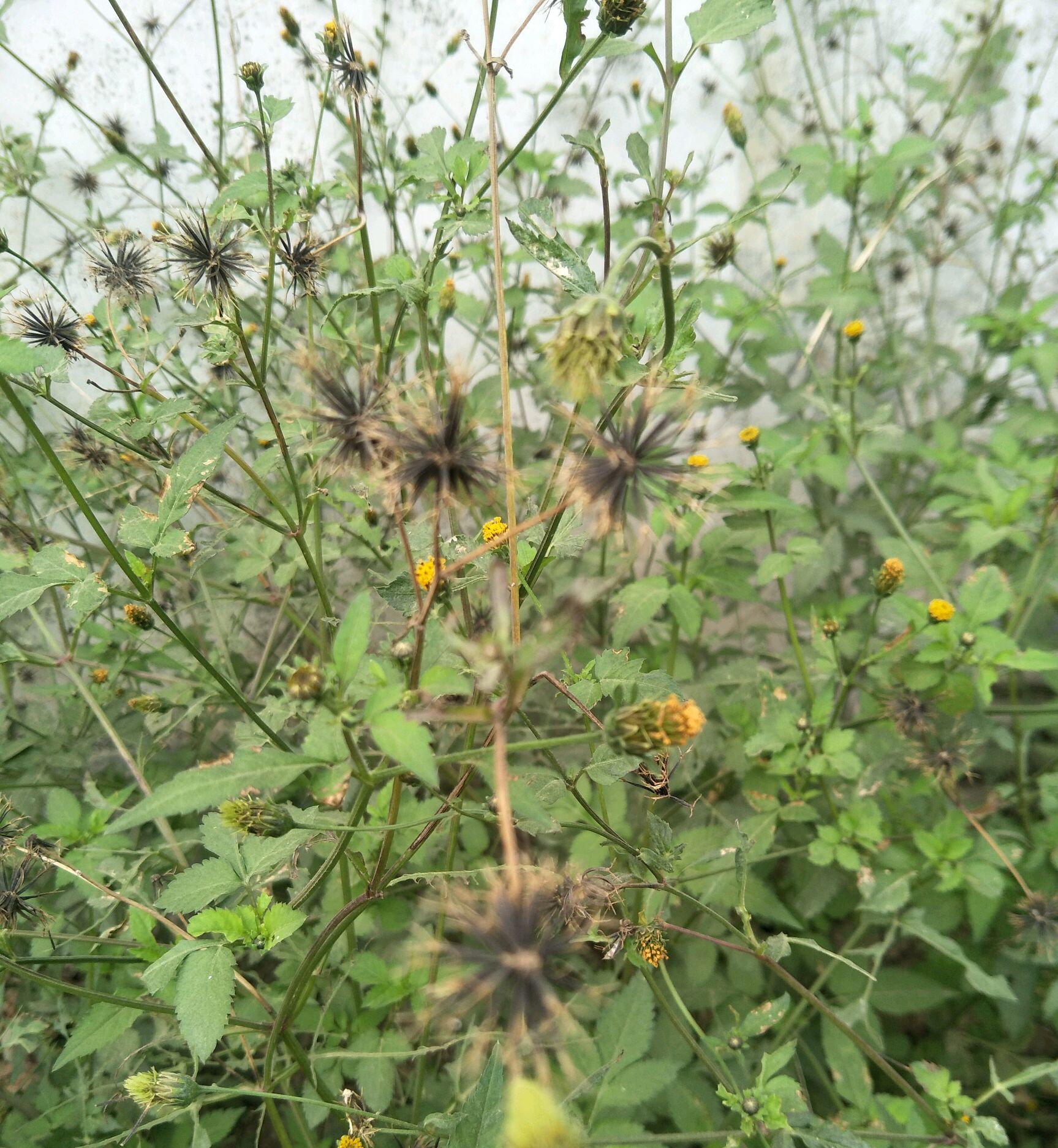 种籽象根针,碰上就粘身.田间路旁生,养生能保健