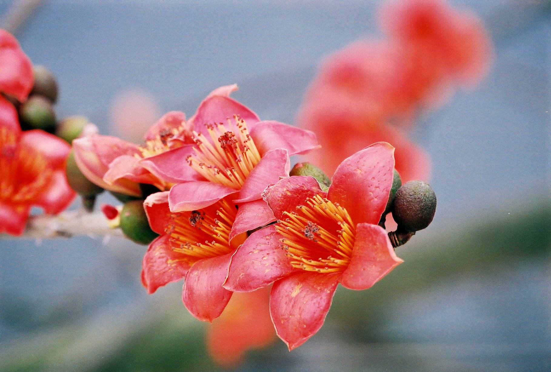 木棉树下的3号岗亭