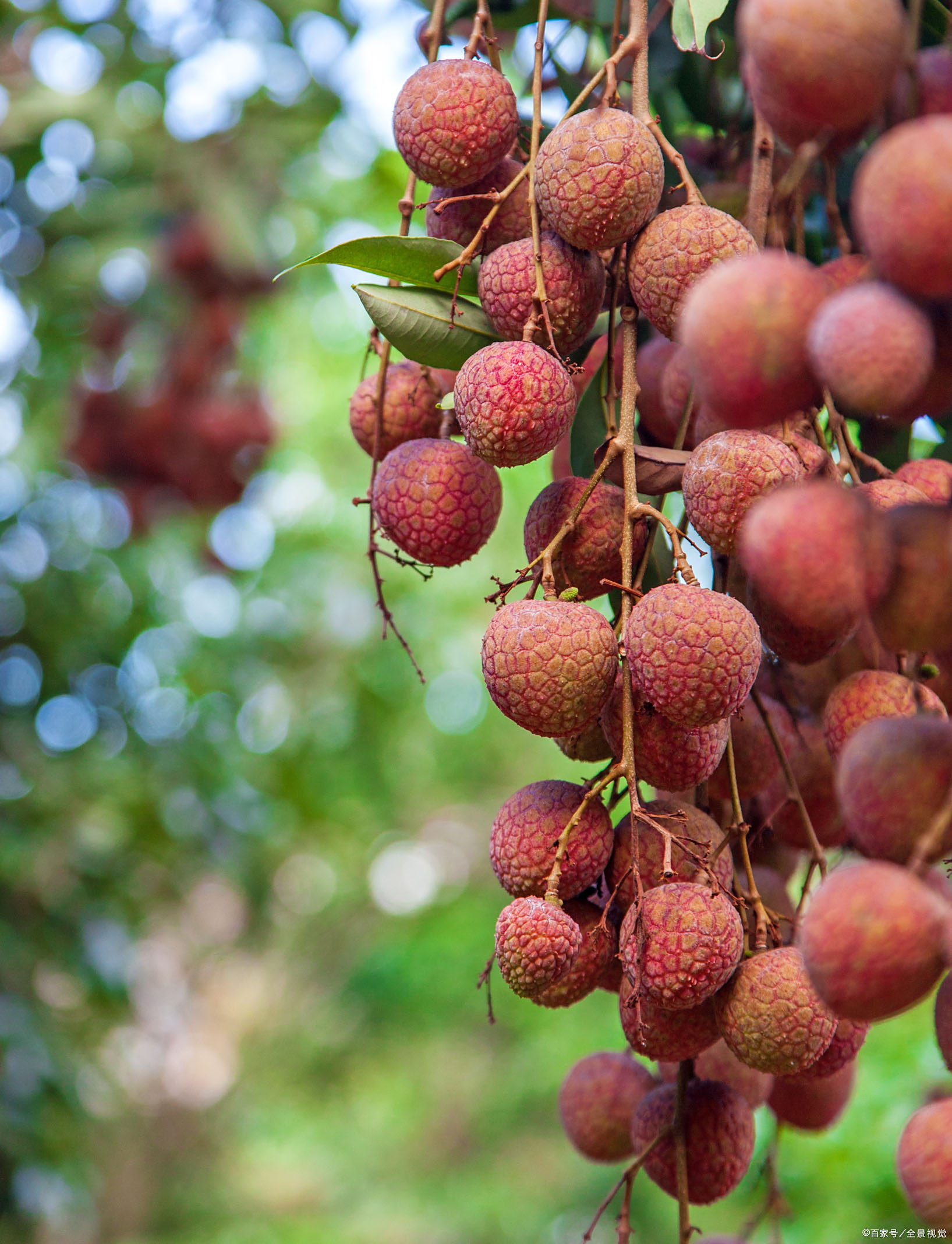 荔枝- 热门商品专区