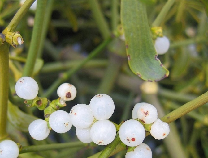 白果槲寄生你真的了解吗?白果槲寄生知识科普
