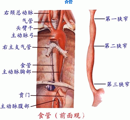 食管有多长图片