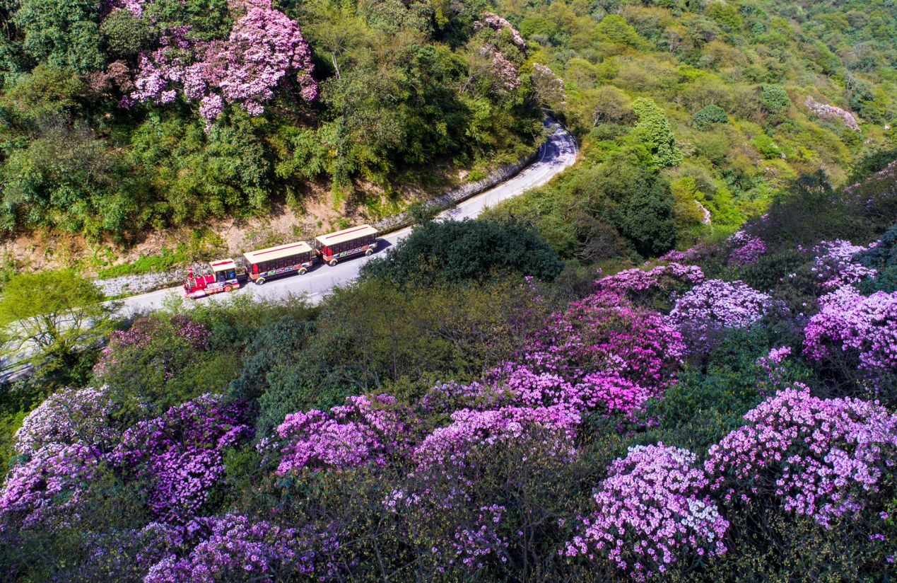 国内网红打卡的花海圣地—千年花龄杜鹃王的金佛山杜鹃花海