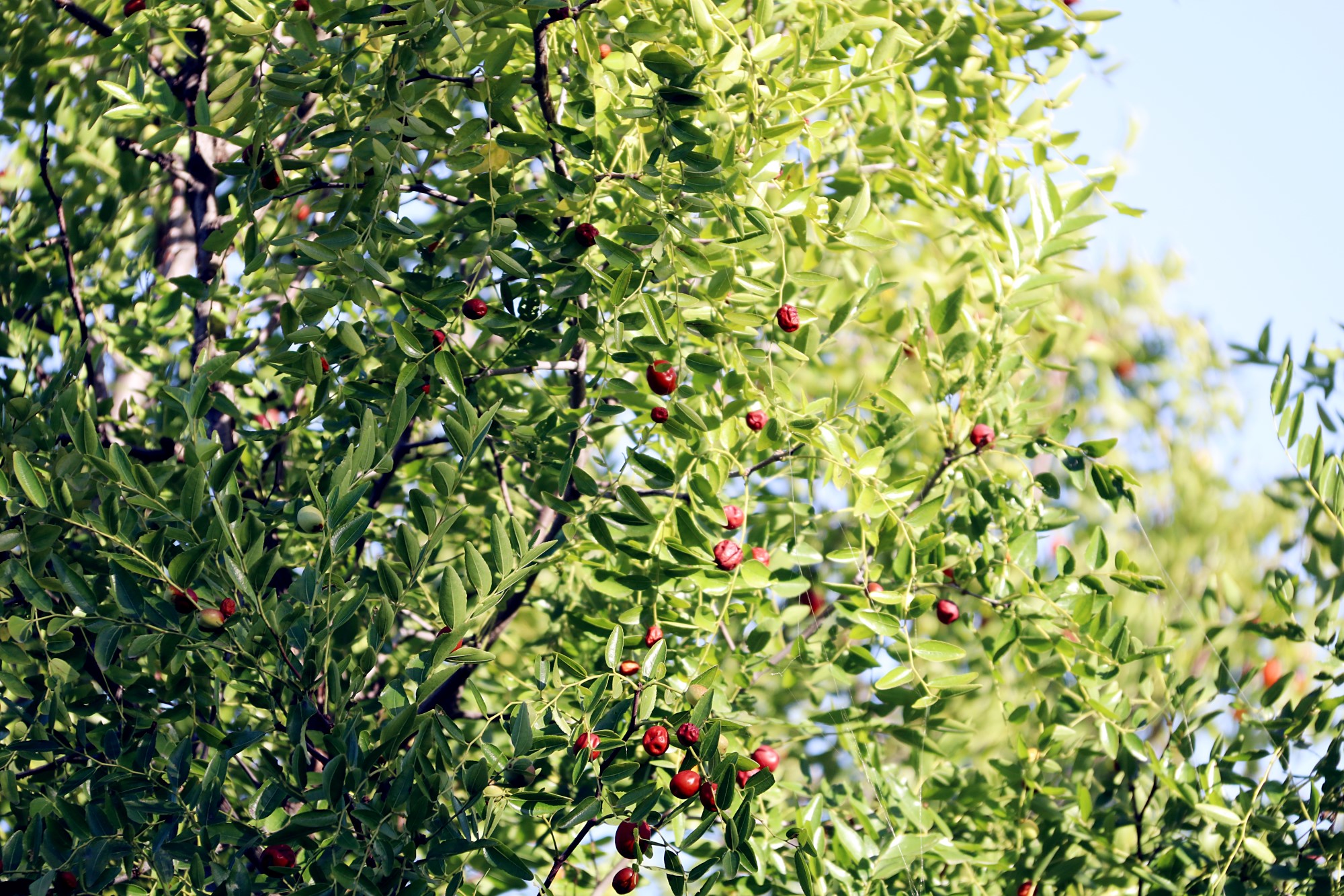香山的野生枣树 转载自百家号作者:岳视界