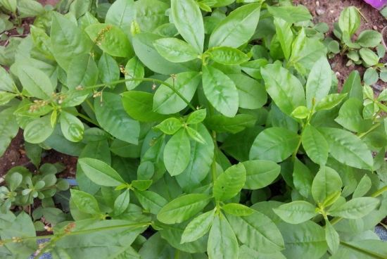 作为中国野菜系列之一的"土人参",它功效都有哪些呢?