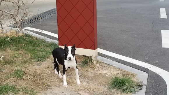 狗子因长得像奶牛被嫌弃,它总想躲起来,狗:不想见人