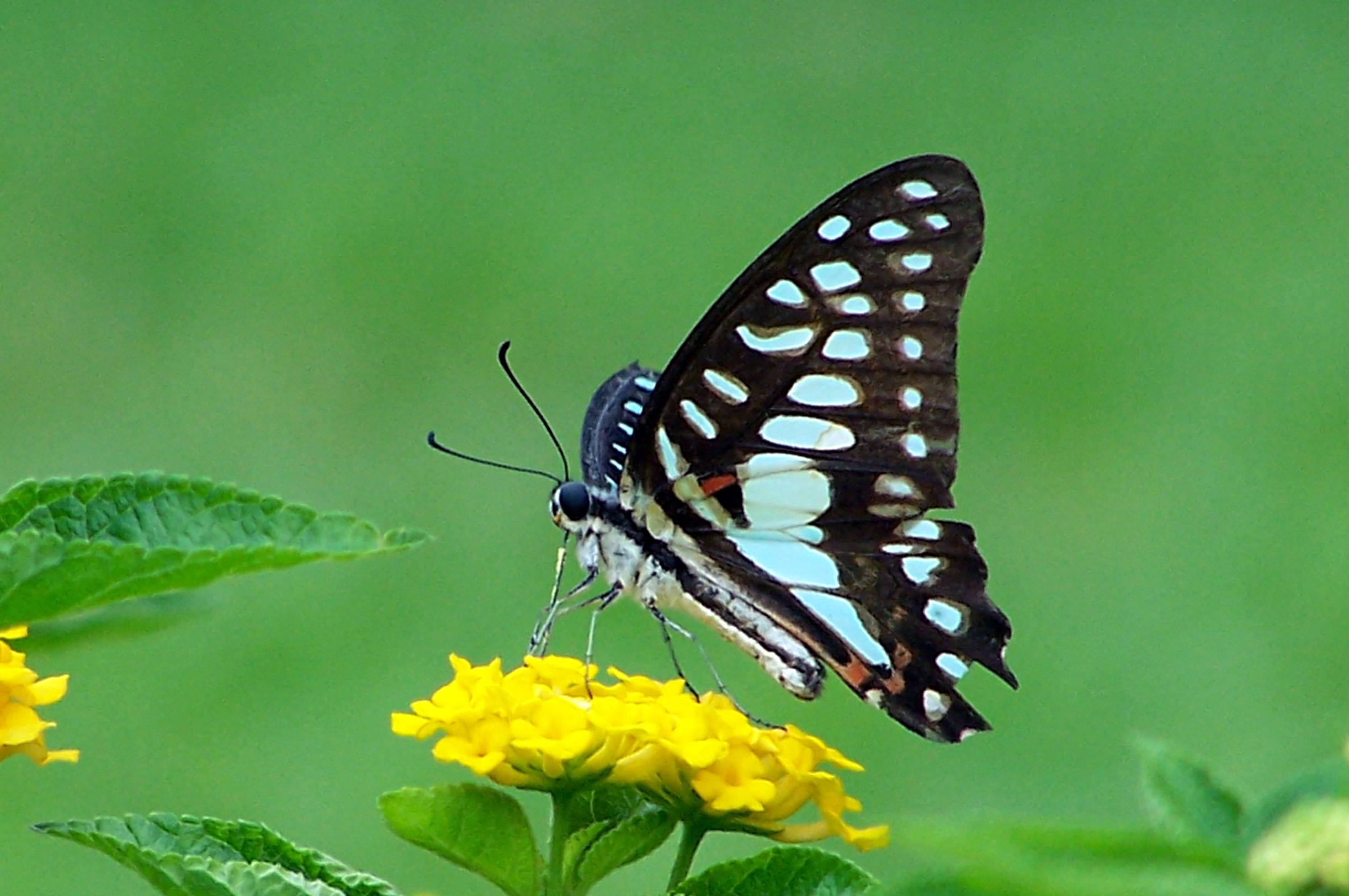玉龙褐凤蝶你了解吗?看看这些再说话