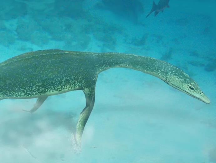 蛇颈龙,白垩纪末灭绝的一类蛇颈龙属海生爬行类,蛇颈龙在三叠纪晚期