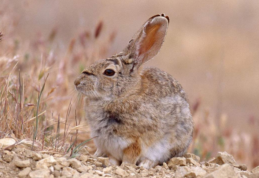 沙漠棉尾兔(学名:sylvilagus auduboni)