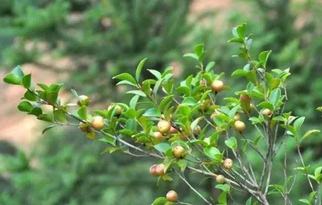 所以在春季的山茶树管理中,一定要及早的预防病虫害