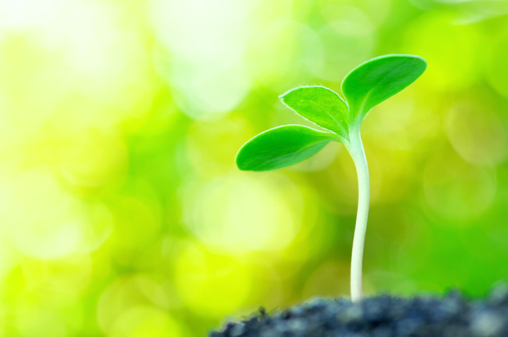 杜七:七绝.豆蔻新芽含露醒