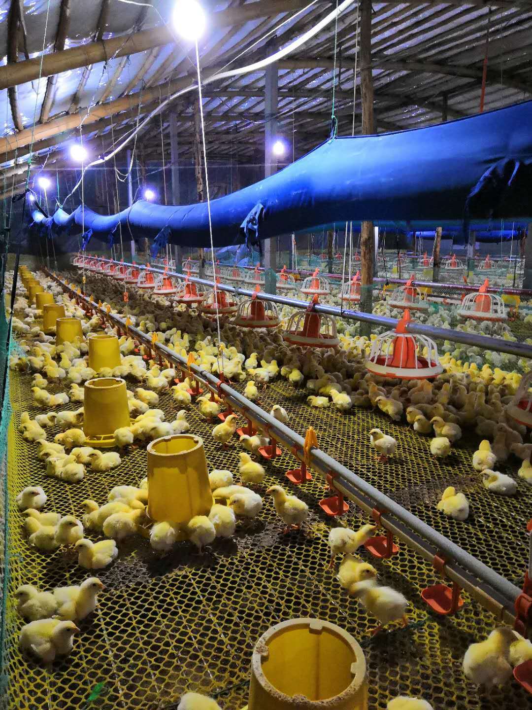 观察小鸡饮水情况,防止雏鸡脱水.饲喂做到少喂勤添.