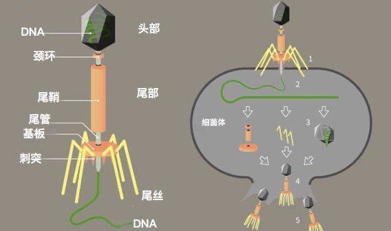 为什么噬菌体长得那么机械?难道不是地球生物?