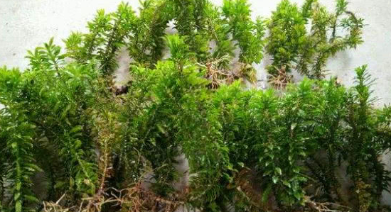 农村植物"千层塔",是一味珍贵药材,市价300块一公斤!