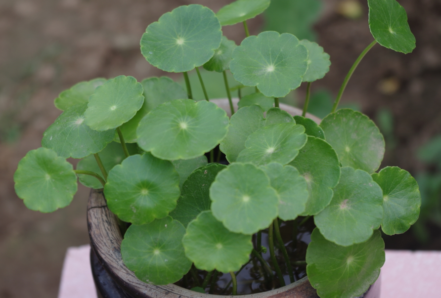 百度爱采购首页 商品专题_铜板种铜钱草这种绿色植株寓意好,并且还好