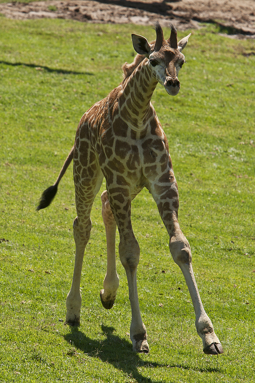 长颈鹿,优雅的象征.