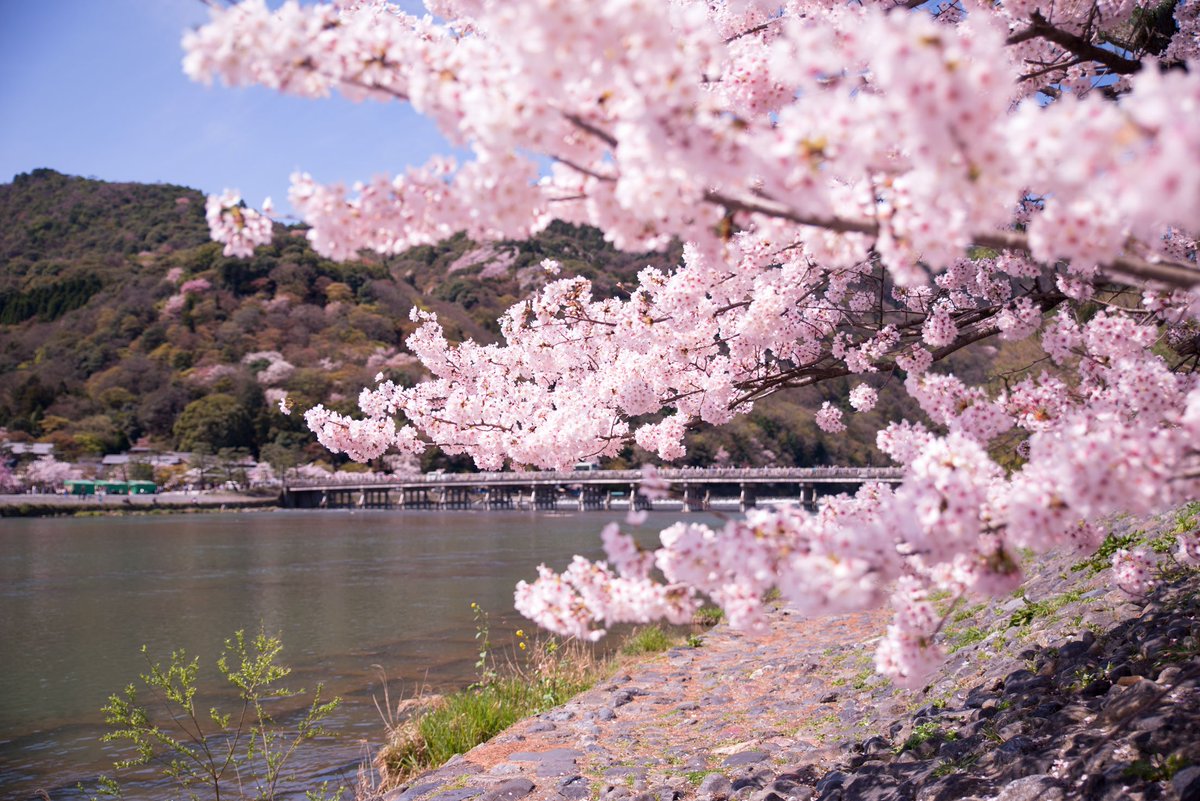 京都賞櫻人氣景點排行-2019年日本櫻花季(3~4月)