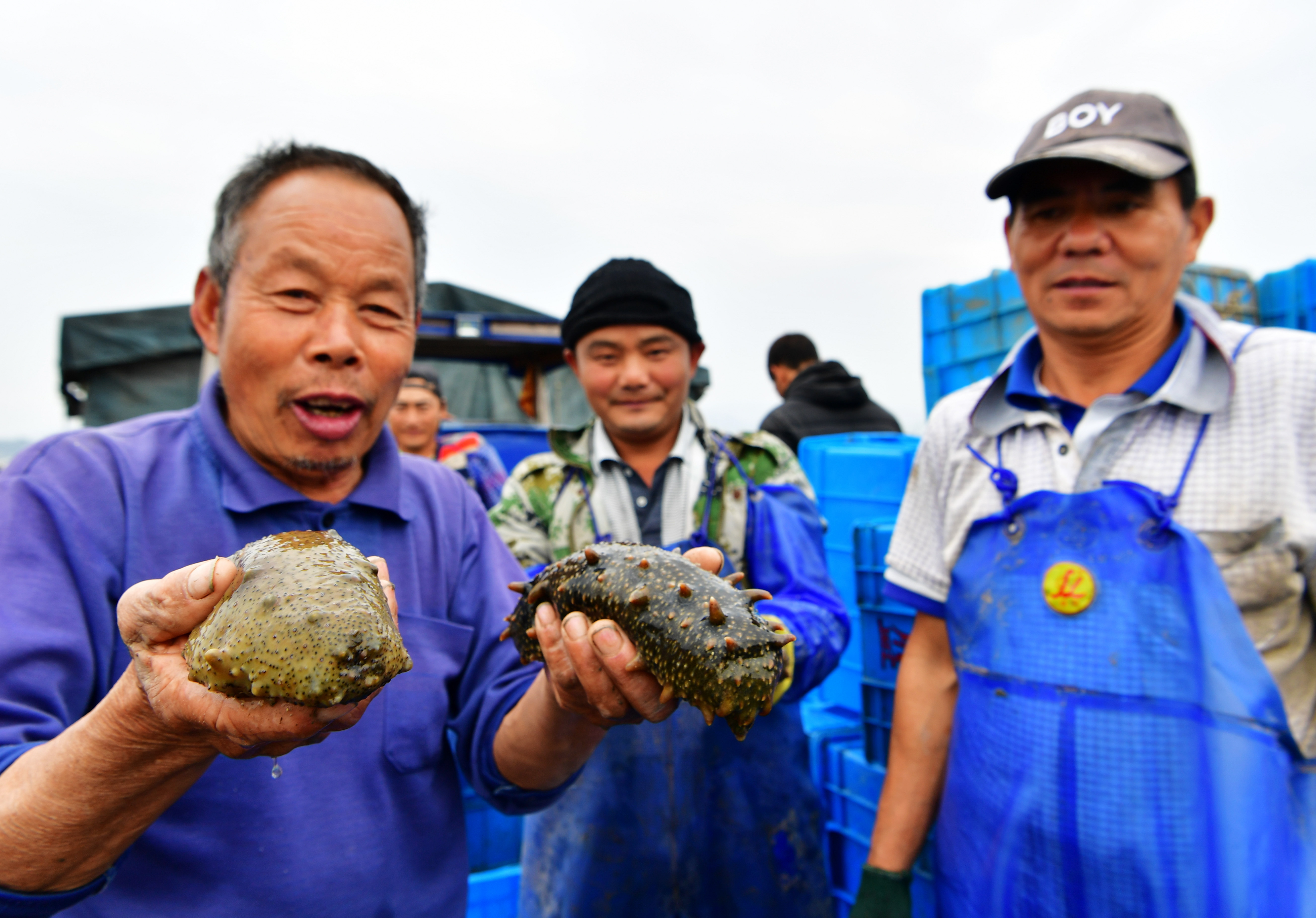 福建霞浦:小海参 大产业