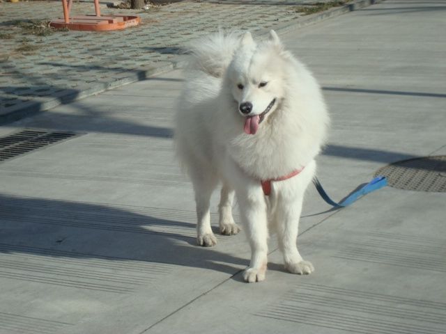 饲养萨摩耶犬要把他当朋友或者是伙伴,才能够得到它的感情回应!
