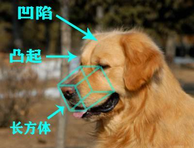 金毛犬纯不纯