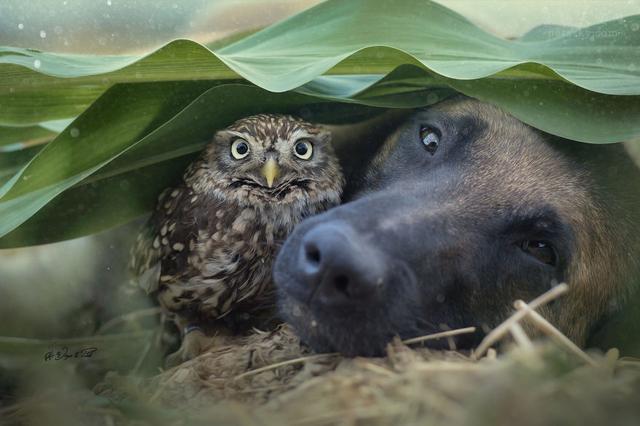 镜头下,德国牧羊犬ingo和猫头鹰poldi,令人羡慕的友谊(32张)