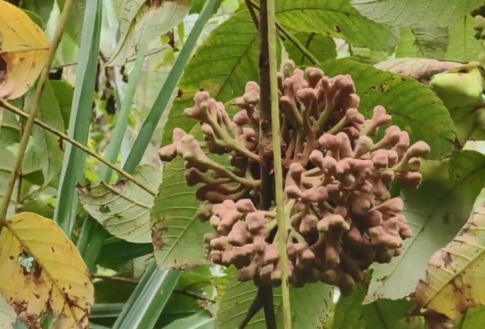 树枝- 热门商品专区