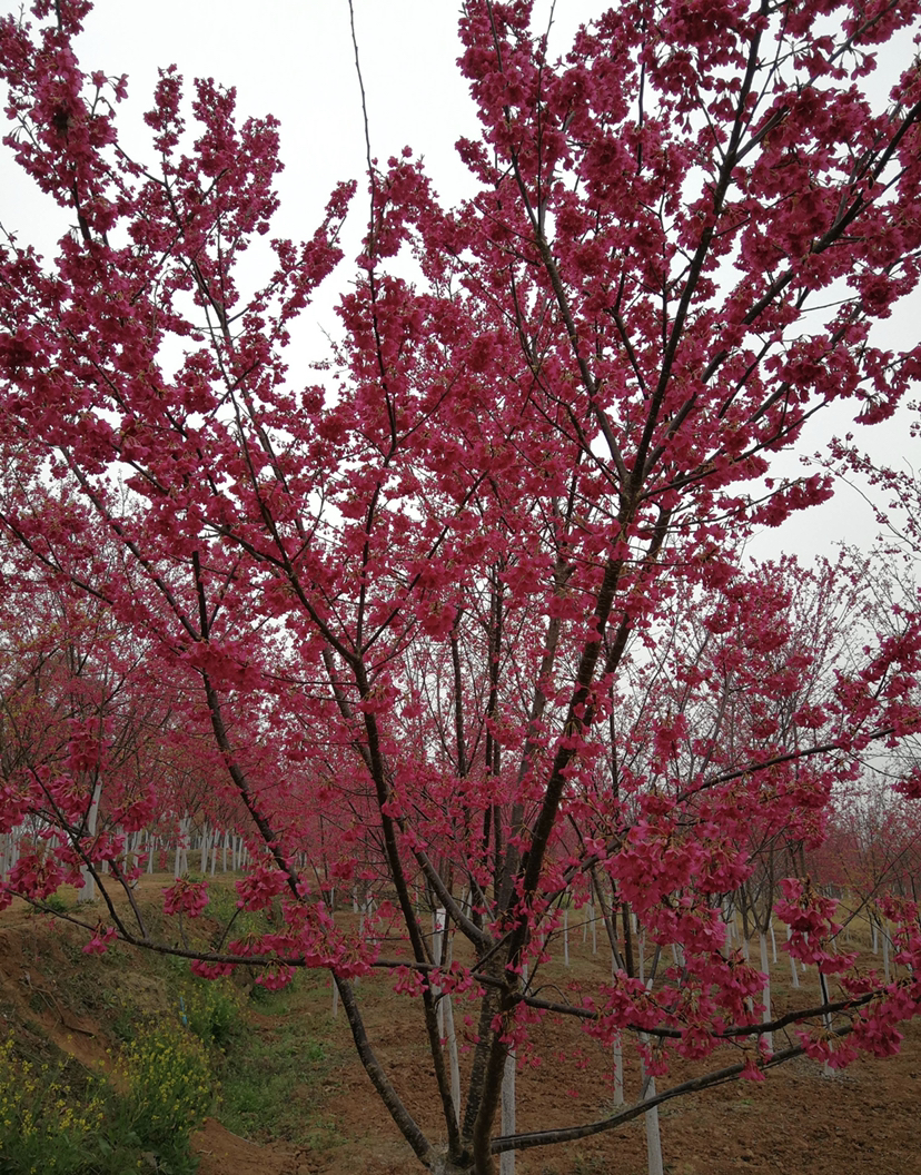 中江樱花岭的山樱,学名寒绯樱,原产于中国台湾,也叫台湾山樱,是开在