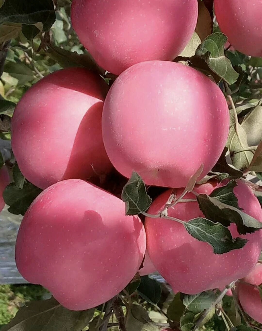 一个偏远贫困小县城产出中国名果 秦安苹果