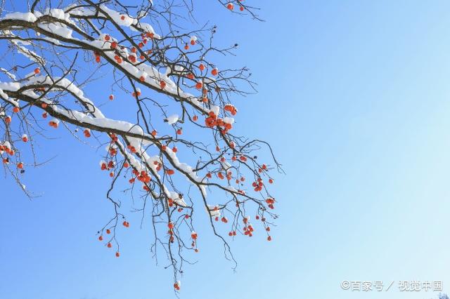 雪後掛在枝頭的紅柿子,猶如一串串紅燈籠,祝你事事如意