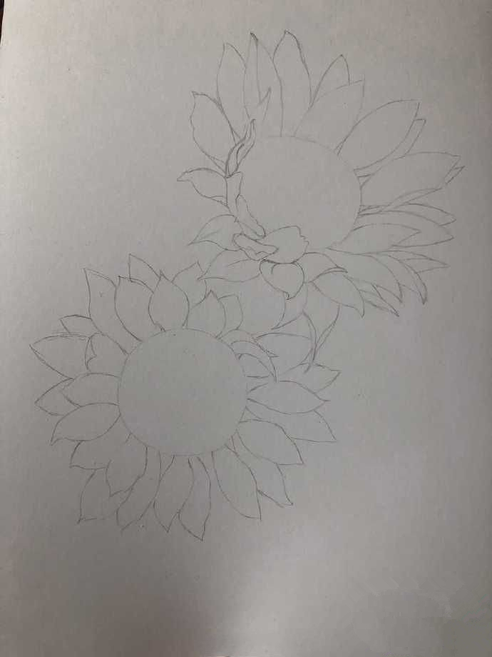 植物彩铅画教程:向日葵怎么画?教你画两朵唯美灿烂的