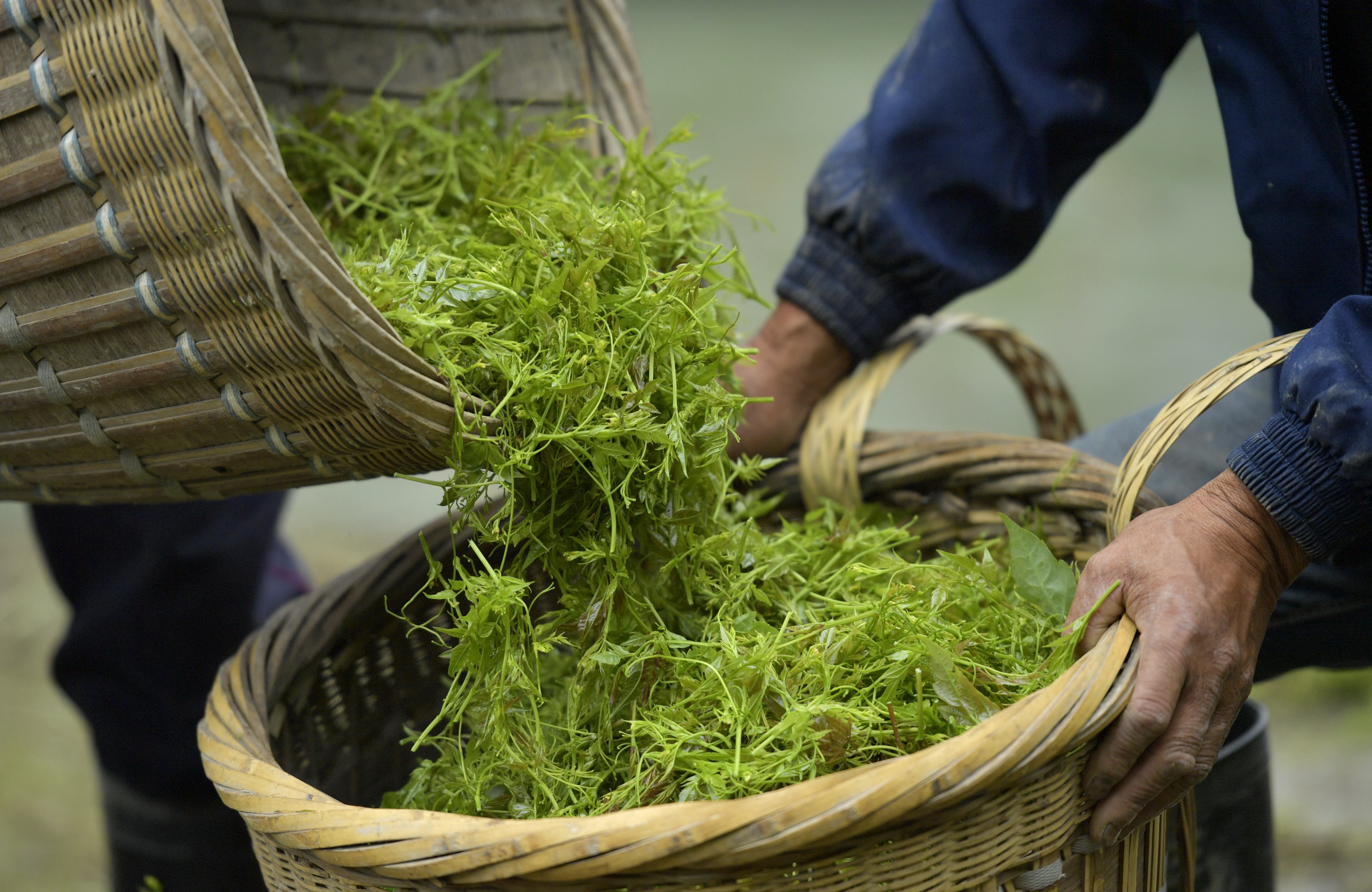 土家"藤茶—藤蔓揉成的山间美味(2)