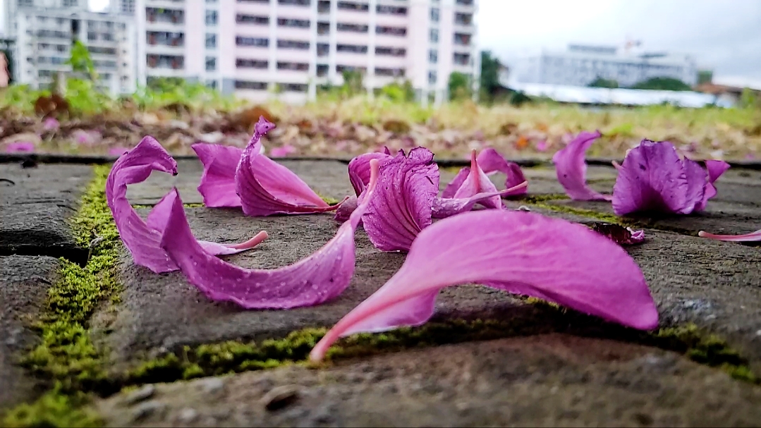西区的紫荆花花瓣飘落,每个走在这道路上的都会享受它那一刻的宁静