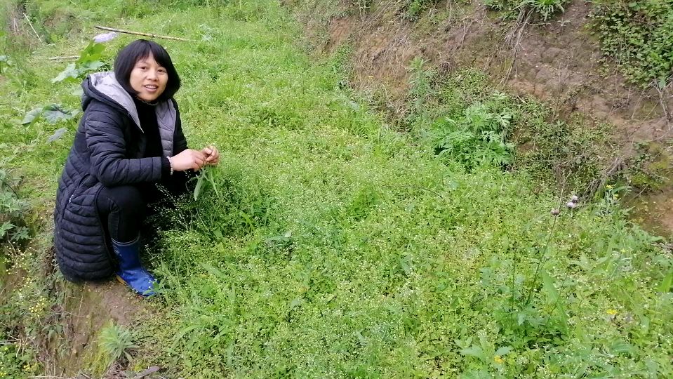 青青采野菜,谁可以教她野菜的名字(学名)叫啥……