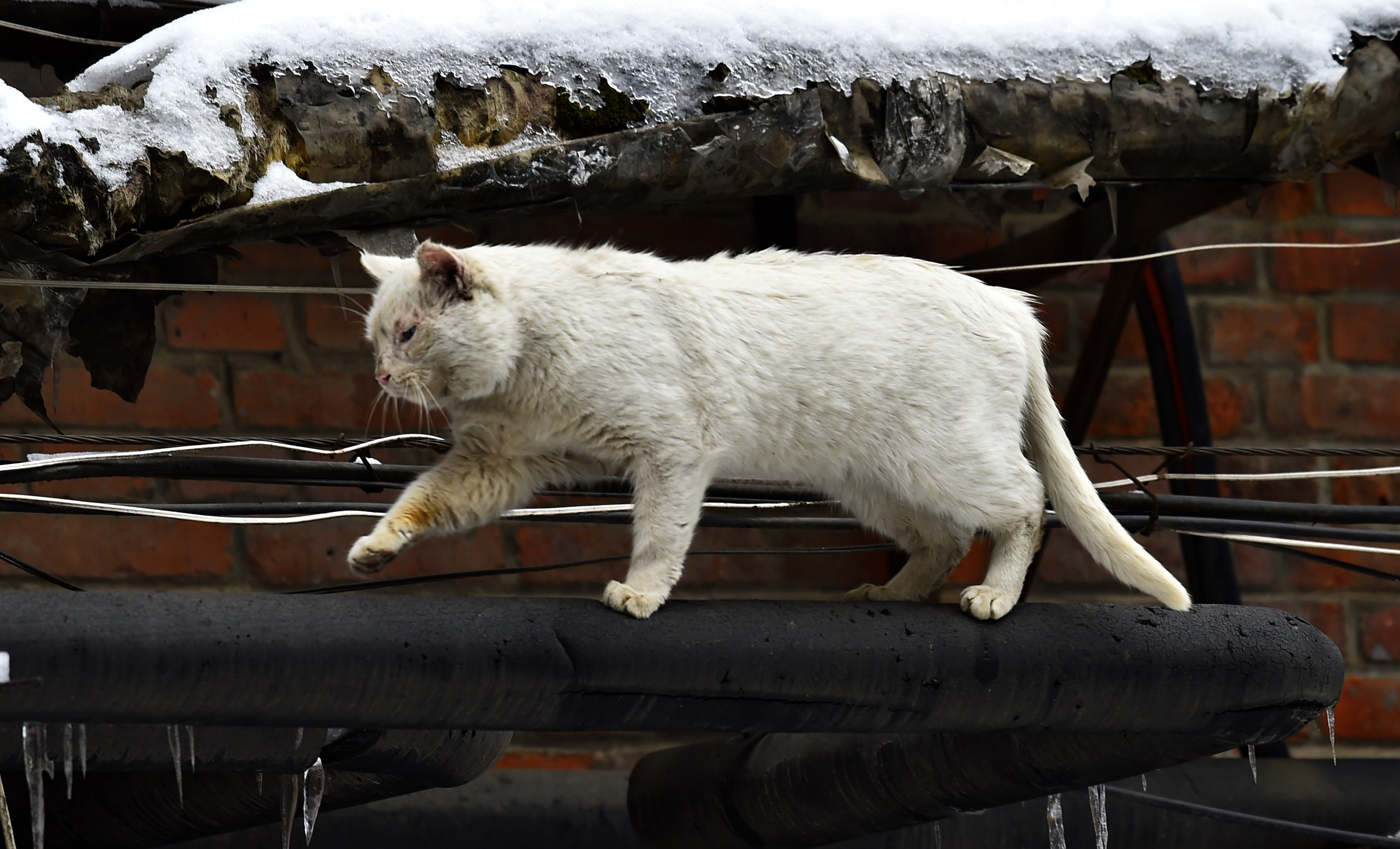 冰雪天暖气管道上取暖的流浪猫