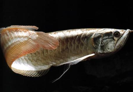 今天我们在一起来了解一下黑龙鱼吧!