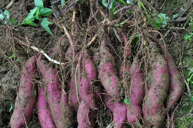用好薄膜种植紫薯,让你提升产量