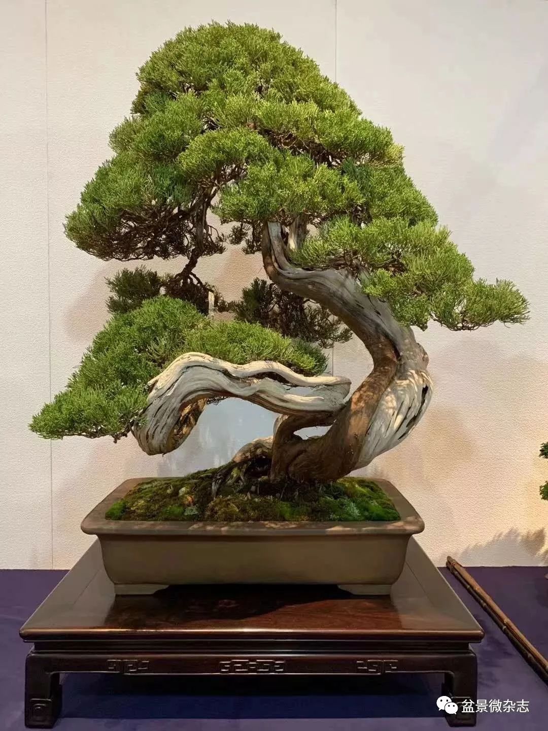 「戴口罩看盆景展」抢先观赏2020年日本第94回国风盆栽展精品