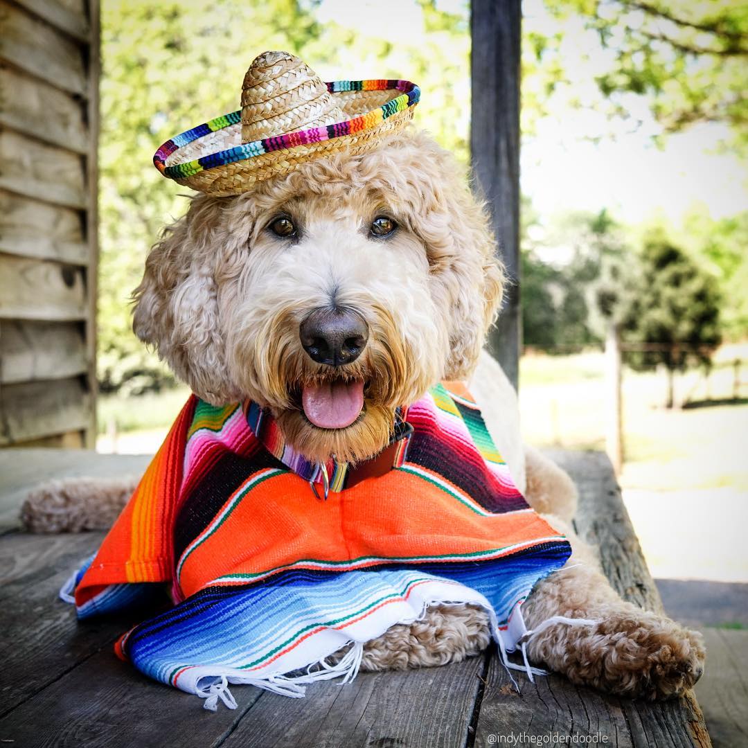 宠物萌宠秀:巨型贵宾犬,萌化人心的大个子!