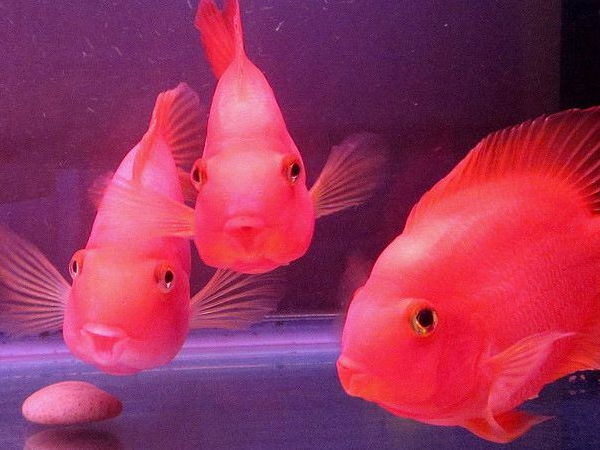 血鹦鹉鱼变黑的三个原因,有经验的养鱼人告诉你