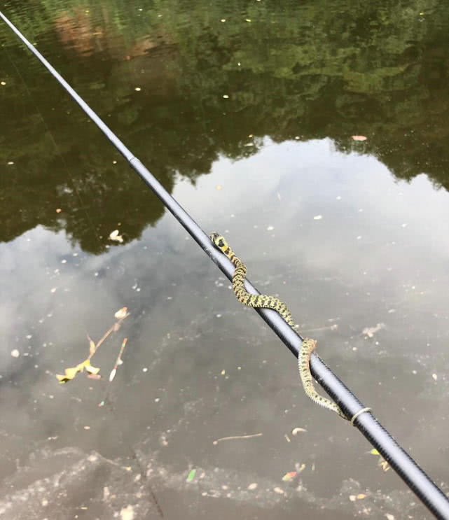 钓鱼时碰到大蛇,蛇不逃反而缠上鱼竿,原来是闻到了鱼腥味