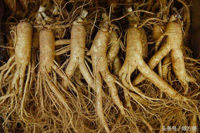 拥有"百草之王""东北三宝"雅称的人参到底有什么营养价值?