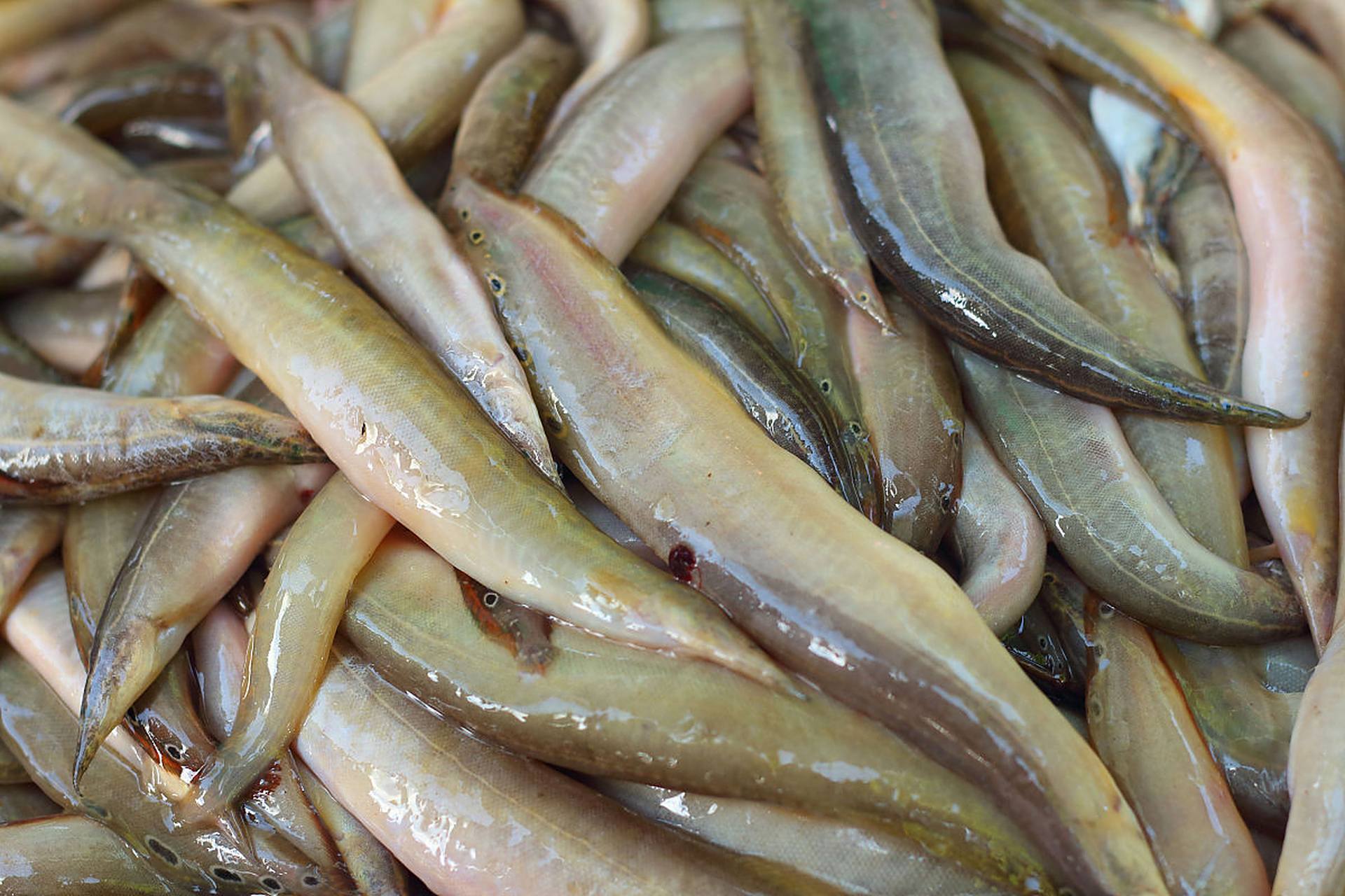 今天我要跟大家分享一个超级好吃的#乐享周末分享吧# 棒棒鱼做法!