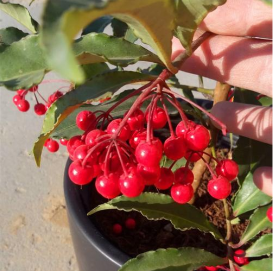 年宵花富贵子大量上市,养护做好5件事,"红果果"能挂100天