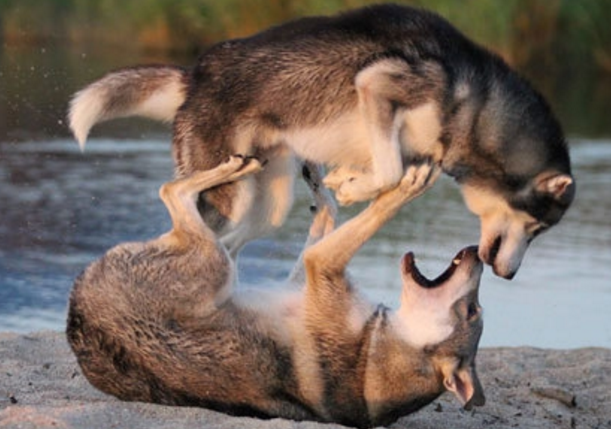 两只哈士奇在打架,德牧一冲出来,有一只哈士奇吓得跳进了水里!