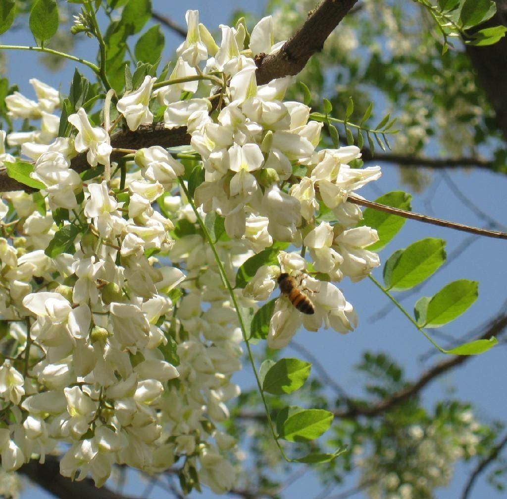 槐花树图片大全大图(槐花树图片大全大图高清)