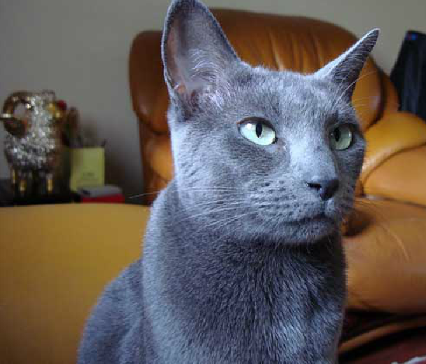 原产于俄罗斯,修长苗条的体型,俄罗斯蓝猫是自然生成的猫种