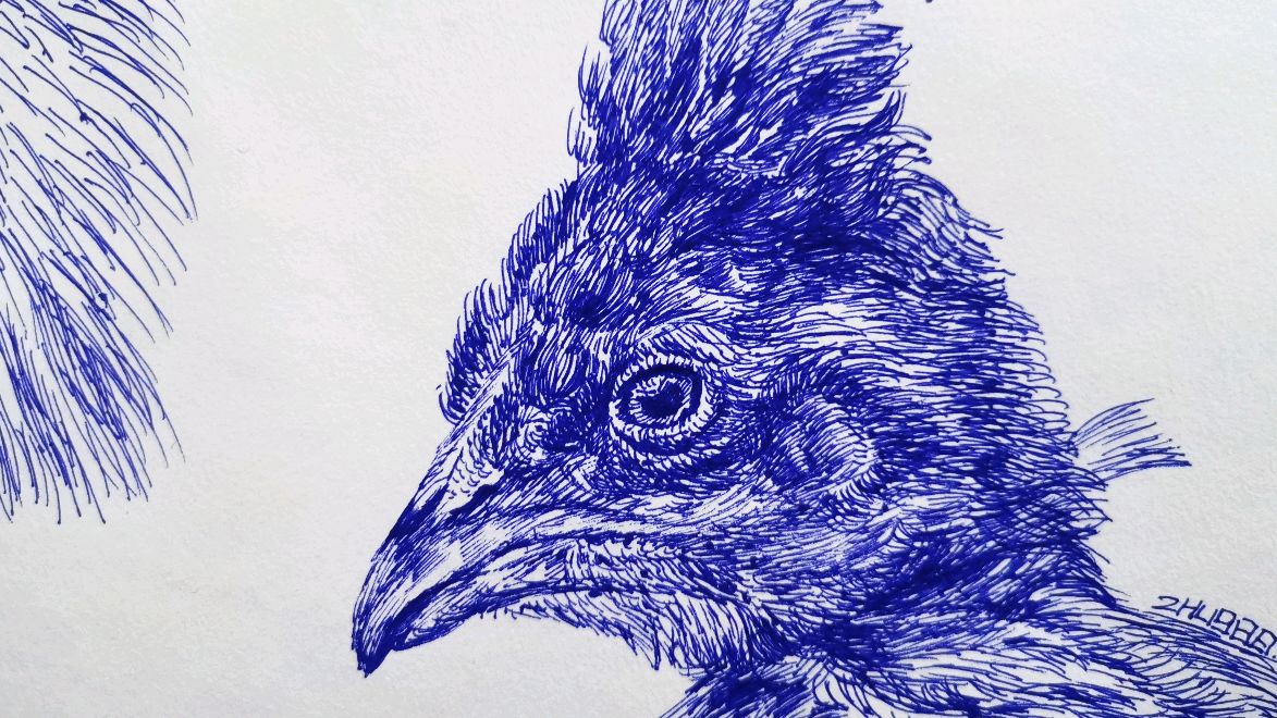 每日一画-线描-家禽-鸡