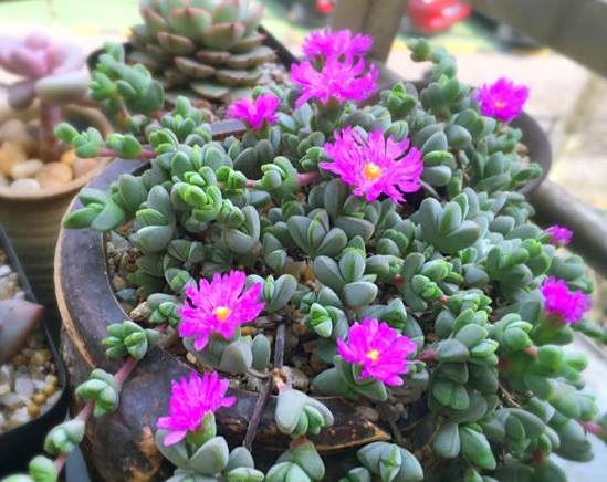 鹿角海棠和碧玉莲长相相似,应如何区分呢?