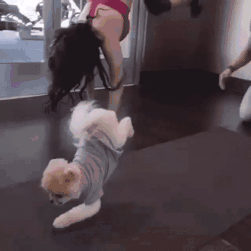 来源:instagram 铲屎官,你身上怎么有别的狗的狗味!